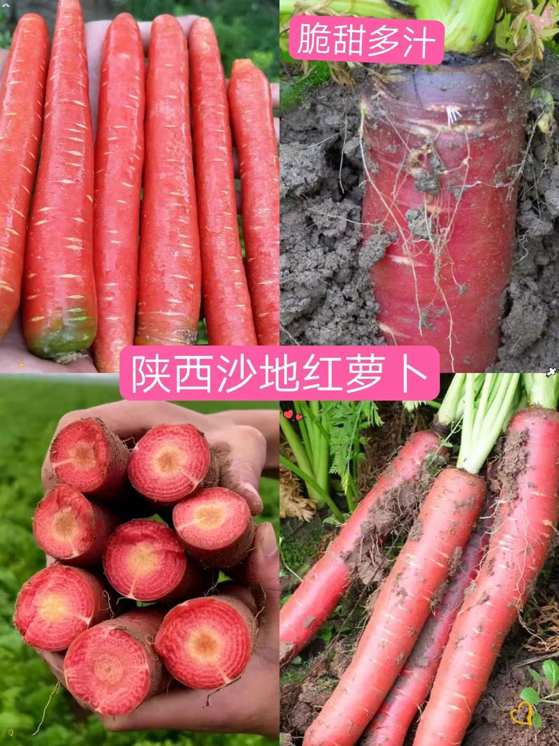 图文伙伴计划 陕西沙地红萝卜#优质农产品 #三农 #抖音助 - 抖音